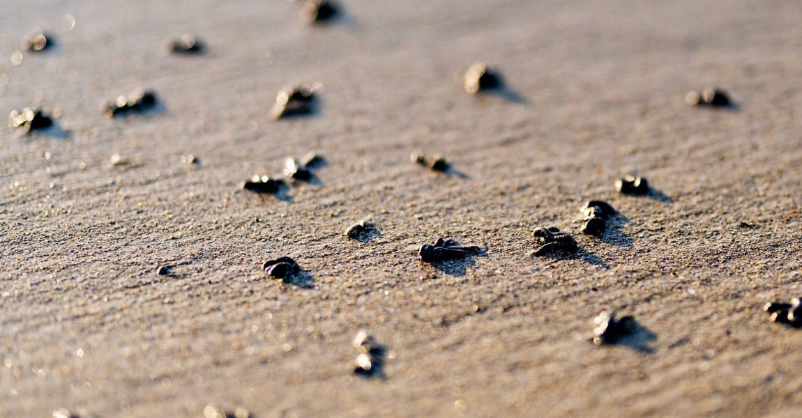 tortillons de sable de vers arénicoles