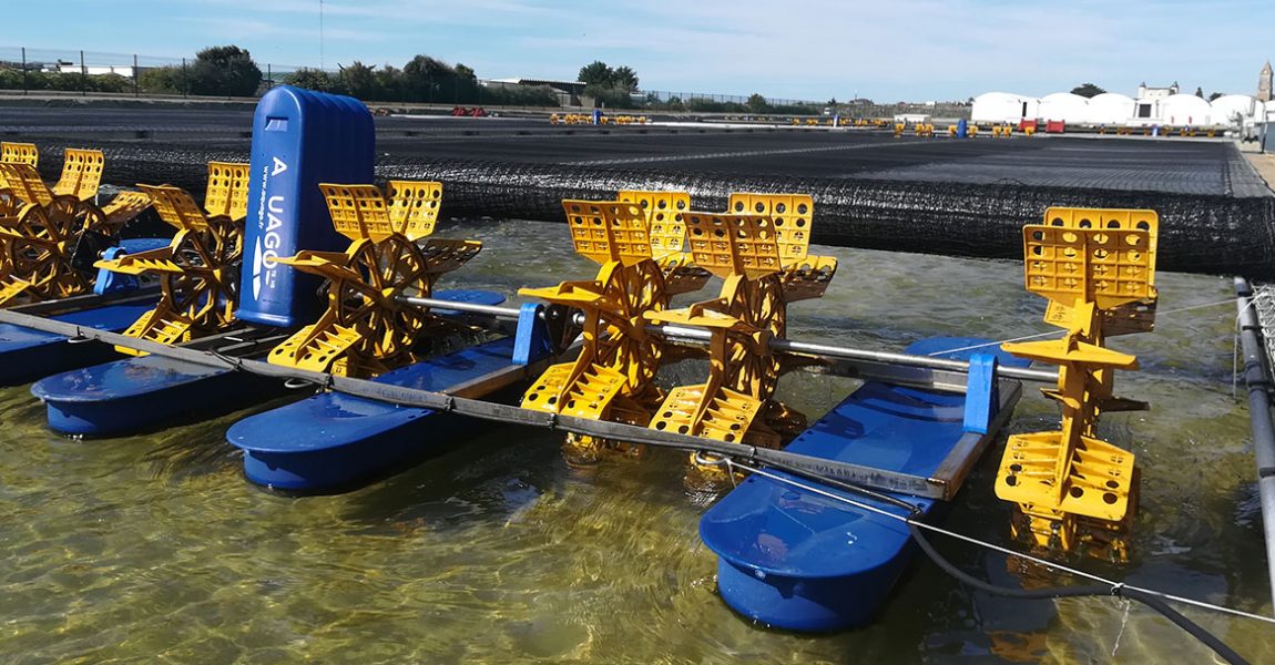 Ferme aquacole d'Hemarina - élevage de vers marins - arénicola marina