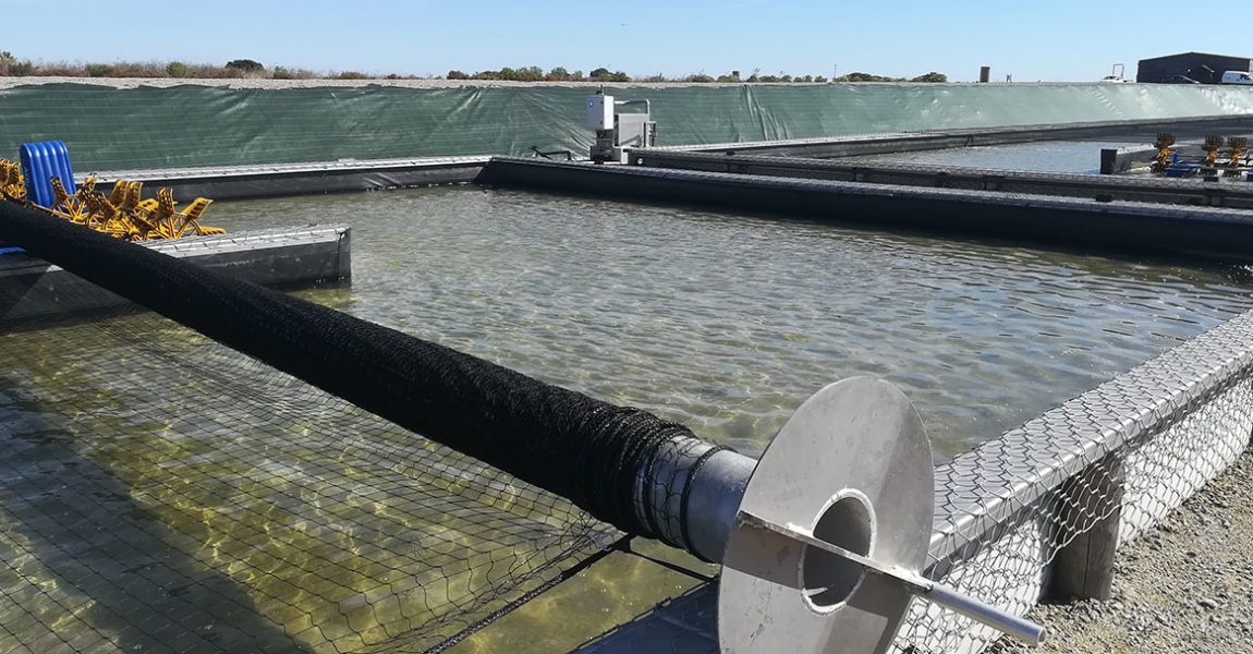 bassins de la ferme aquacole d'Hemarina - élevage de vers marins - arénicola marina