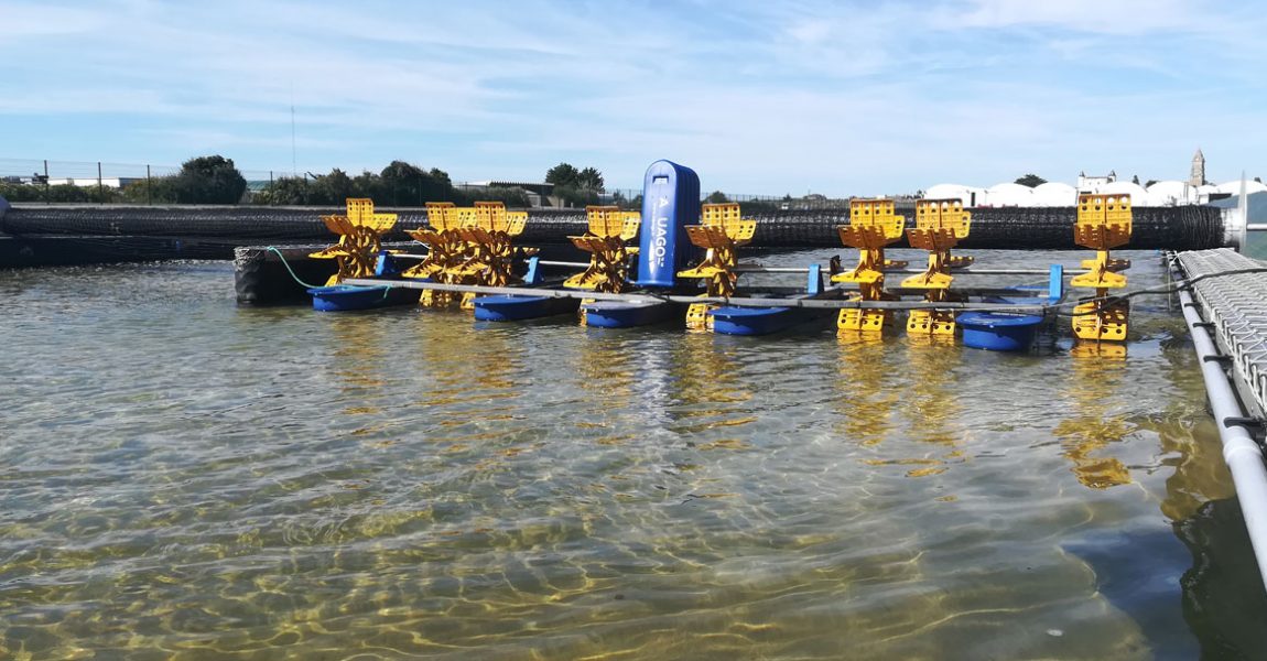 ferme aquacole d'Hemarina - élevage de vers marins - arénicola marina